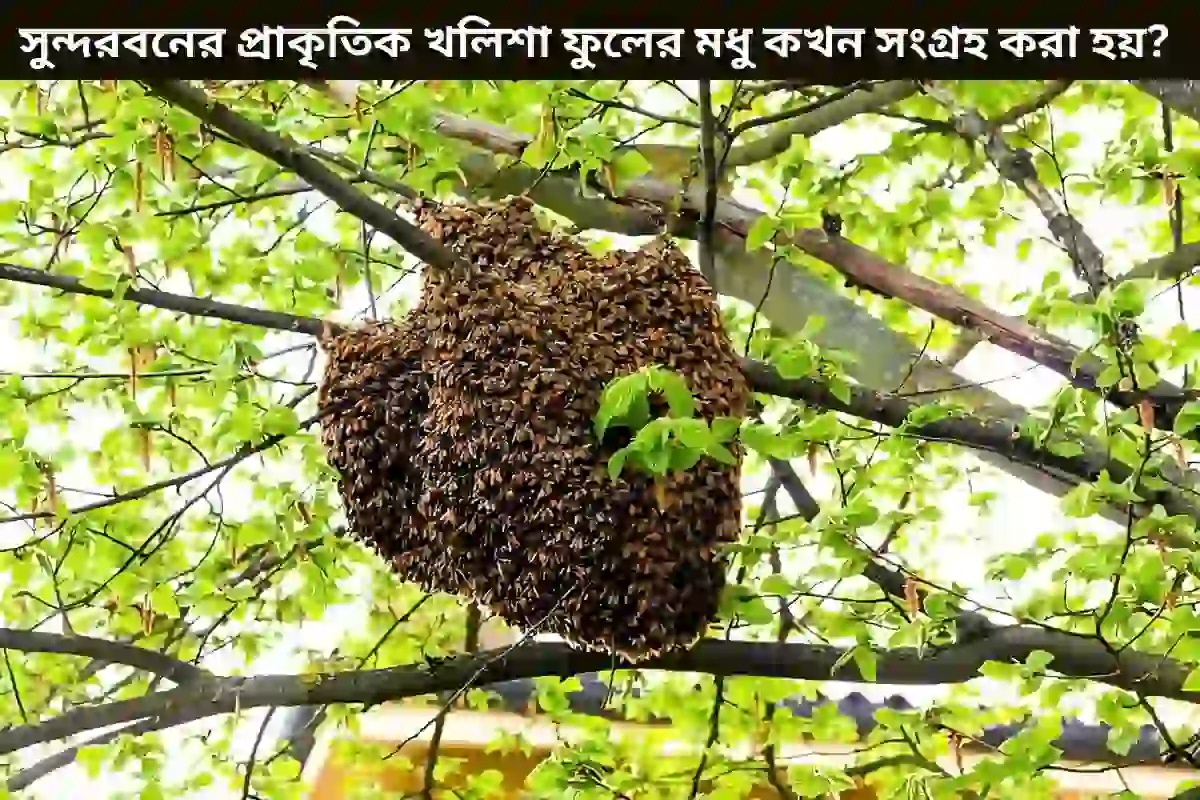 মৌমাছির চাক দিয়ে এখানে খলিশা ফুলের মধু সংগ্রহের সময় বোঝানো হয়েছে