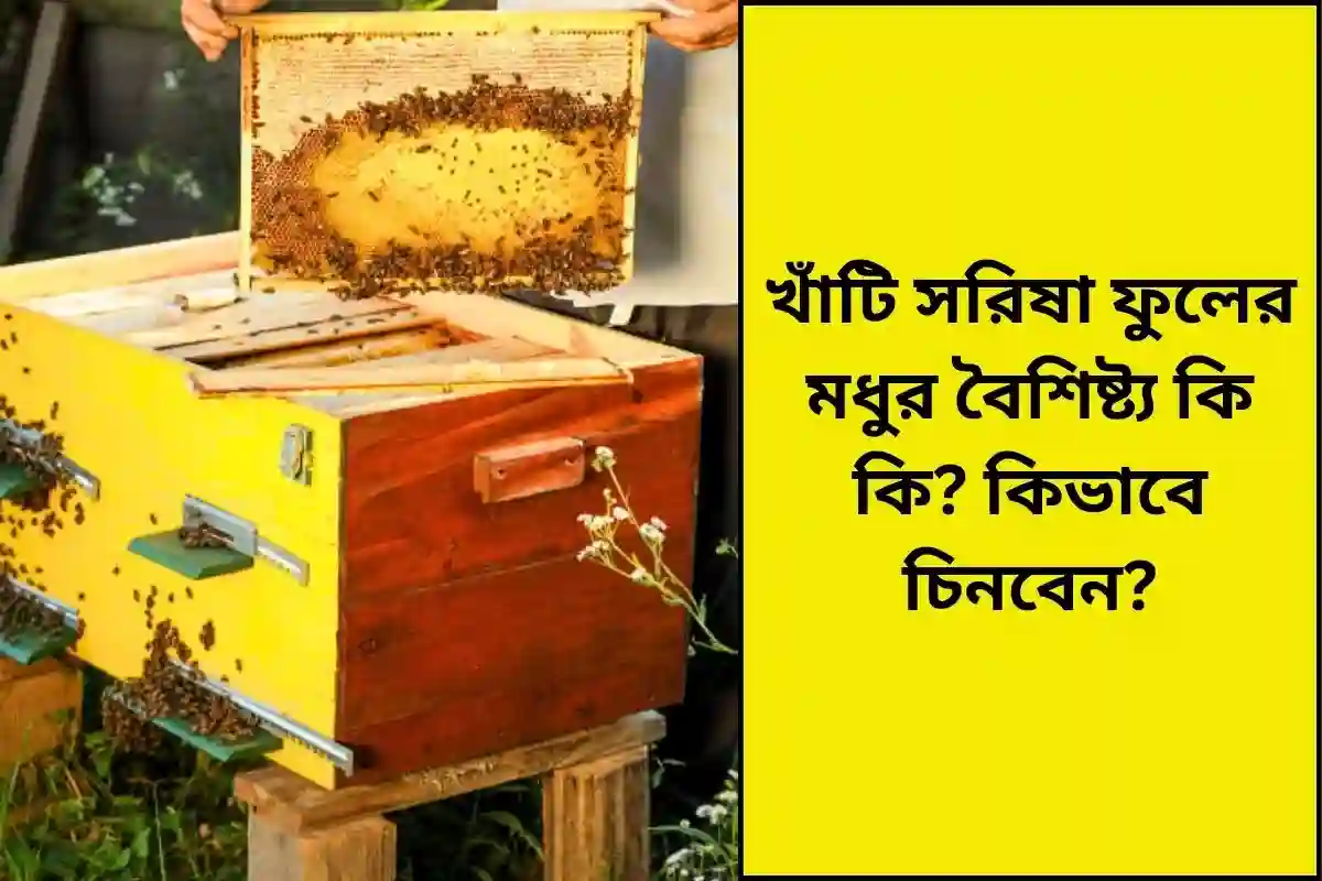 খাঁটি সরিষা ফুলের মধুর বৈশিষ্ট্য