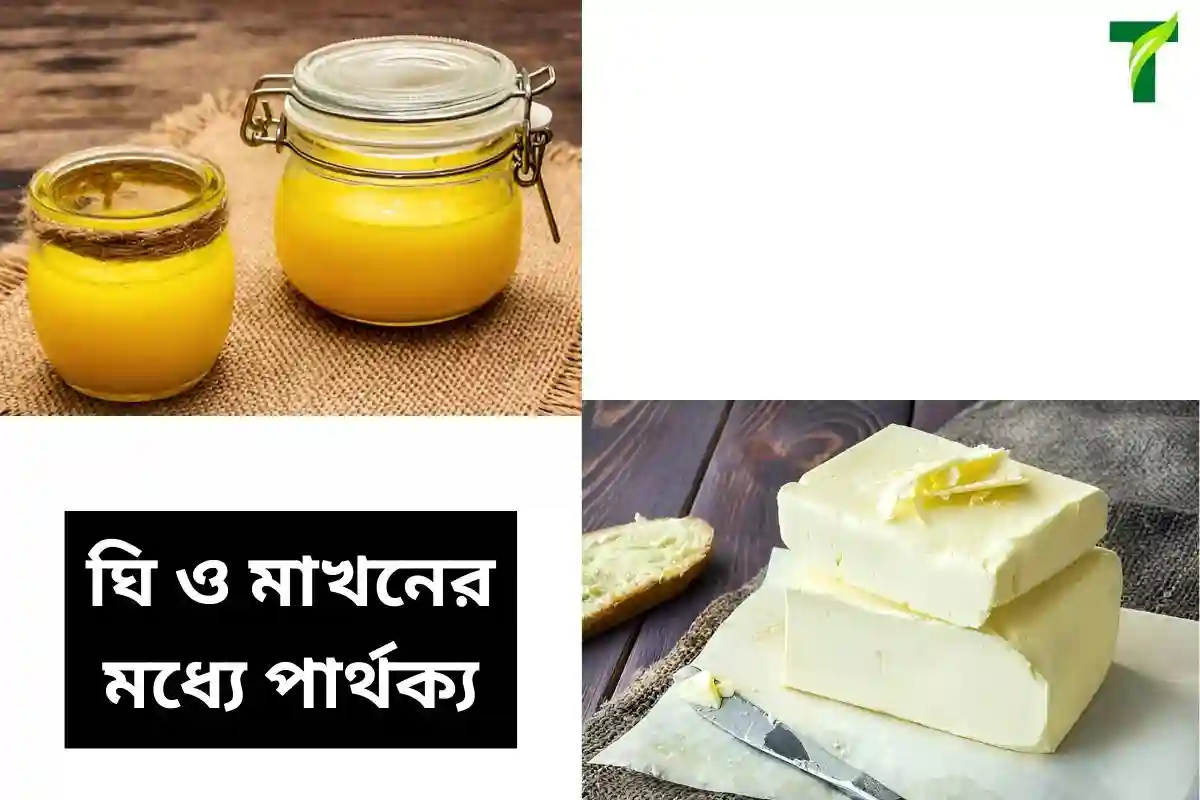 ঘি আর মাখন এর পার্থক্য