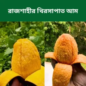 বাছাইকৃত রাজশাহীর খিরসাপাত আম